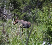MontanaMoose2013 012